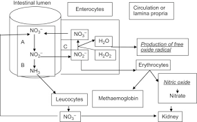 Pathophysiology Of Nitrate Toxicity In Humans In View Of The