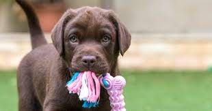 9 Mind Blowing Tips On How To Stop A Lab Puppy From Biting Alpha Trained Dog