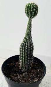 Le 13 février dernier, nous avons fait notre tout premier direct sur bfm paris pour parler de aÿ cactus à l'occasion de la bref, ton daddy est cool et tu devrais lui dire. Maladie Des Cactus Causes Traitements Et Preventions Cactus Malade