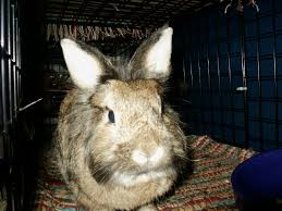 We believe in helping you find the product that is right for you. Nuts For Nori Binkybunny