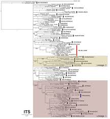 Image result for Oreophyton falcatum