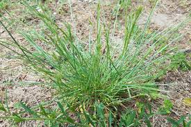 Weed Beater Plus Crabgrass & Broadleaf Weed Killer Ready-To-Spray - Bonide