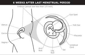 Another way to do it is to subtract three months from the first day of your last period and add seven days. What Happens At 2 Months Of Pregnancy 8 Weeks Pregnant