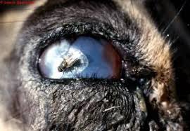 Eye Problems New Infonet Biovision Home