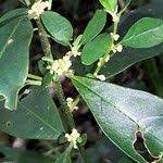 Image result for Clutia pulchella