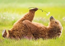 Watch Any Plant Or Animal And Let It Teach You Acceptance Of What Is Surrender Acceptance Animal Plant Surrender Animals Cute Animals Animals Wild