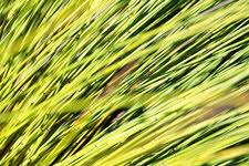 Image result for Hyparrhenia gazensis