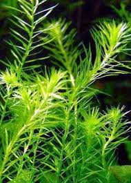 Image result for Mayaca