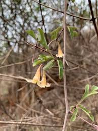 Image result for Adenia zambesiensis