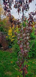 Check spelling or type a new query. Narrow Trees For Small Yards That Pack A Punch Pretty Purple Door