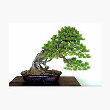 Bonsai • bonsai is an art, which expresses in miniature the beauty of natural tree forms. Bonsai Tree Black Pine Gifts Merchandise Redbubble