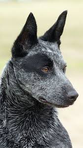 American Blue Heeler Black And White Dogs Breeds Good Solid Advice About Dogs That Anyone Can Use Check Out The Image By Visiting The Link Austrailian Cattle Dog Blue Heeler Dogs Dog Breeds