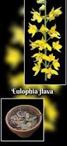Image result for Eulophia elegans