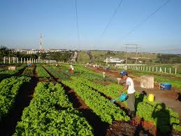 Imagem da Horta Jardim Universo