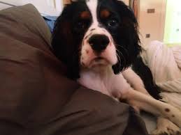 8 5 Aylik Erkek Cavalier King Charles Kopek Satis