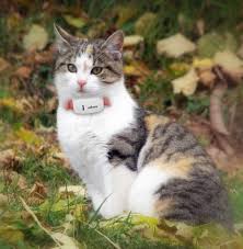 A microchip provides a permanent. New Fashion Waterproof Gps Tracker Chip For Cats Dogs Pet Gps Pet Tracker Pets