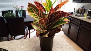 How to care for croton. How To Care For A Croton Plant Donna Joshi Youtube