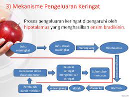 Kondisi keringat berlebih disebut juga hiperhidrosis. Sistem Ekskresi Pada Manusia Ppt Download