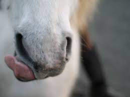 This is a short video that shows you how to do a tongue stretch on a horse. Tongue Injuries The Horse Owner S Resource