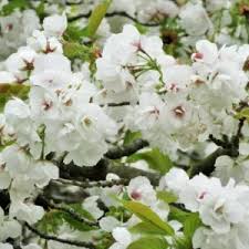 Image result for Prunus serrulata