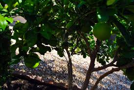 If the leaves are drooping like they're too heavy for the branches, the tree is getting too much water. Harvest Meyer Lemon Tree In December Or When Fruit Is Sweet Las Vegas Review Journal