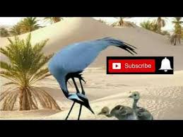 Abaixar musica de general musica albu xihundlha xawansati. Download Shaheed Ali Jan Saqib Dastan Mp4 Mp3 3gp Mp3 Mp4 Daily Movies Hub