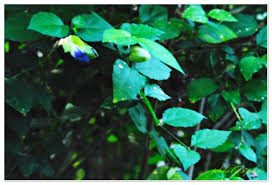 Image result for Thunbergia mildbraediana