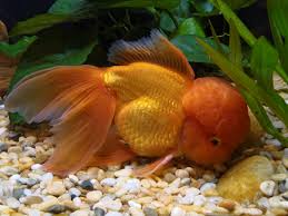 Flowerhorns first emerged for sale on the aquarium market in malaysia in the late 1990. Oranda Wikipedia