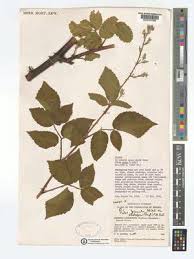 Image result for Rubus pinnatus