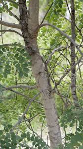 Image result for Erythrophleum africanum