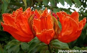 Avoid overhead irrigation to keep leaves dry and mildew at bay. Flowering Trees In Santa Barbara California Joy Us Garden