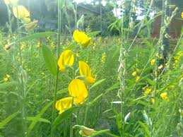 Image result for Crotalaria juncea