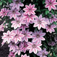 Watering frequency may be every couple of weeks during the active growing season and maybe only one winter watering for optimal care. Clematis Nelly Moser Free Delivery
