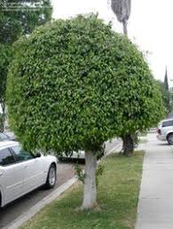 Weeping fig is the most popular indoor tree from the moraceae family. The Weeping Fig Ficus Benjamina Indoor And Out Dave S Garden