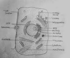 Draw It Neat How To Draw Animal Cell Animal Cell Drawing Animal Cell Cell Diagram