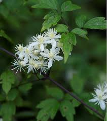 知りたい クレマチスの種類や品種 それぞれの特徴と見分け方 Gardenstory ガーデンストーリー