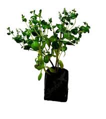 Image result for Aeollanthus suaveolens