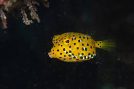 Image result for Micklethwaitia carvalhoi