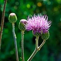 Image result for Cirsium  buchwaldii