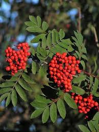 Essbare Vogelbeere Edulis Essbare Eberesche Edulis Sorbus Aucuparia Edulis Eberesche Baume Pflanzen Pflanzen
