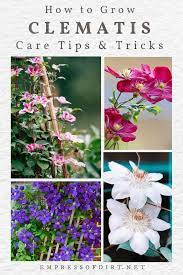 Maybe you would like to learn more about one of these? Clematis 101 Easy Care Guide Empress Of Dirt