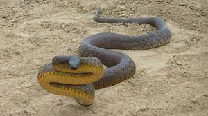 13848565994980354 Jpg 1600 900 Venomous Animals Poisonous Animals Inland Taipan