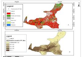Image result for Pneumatopteris afra