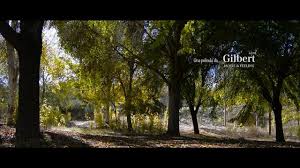 El Arbol Del Amor Tree Plants Tree Trunk