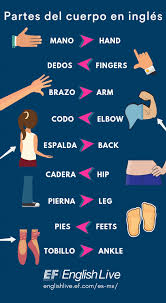 Maybe you would like to learn more about one of these? Partes Del Cuerpo En Ingles Todo Lo Que Necesitas Saber English Live Blog