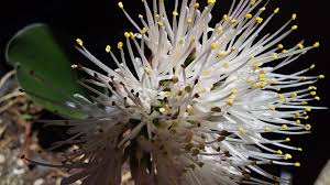 Image result for Senecio urundensis