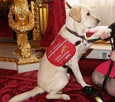 Sometimes this cancer may cause weakness, especially in the hind legs, and decreased energy that lasts for a day or two, then goes away only to reappear weeks or months later. Can Dogs Smell Cancer In Humans Research And Diagnosis