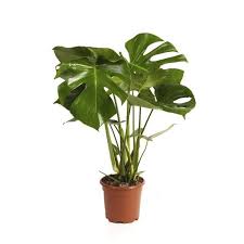 İç mekan bitki çeşitlerini online sipariş vermek için sayfamıza tıklayın. Deve Tabani Bitkisi Monstera Deliciosa 40 50 Cm Bitki Saksi Ev Bitkileri