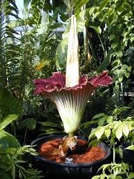 It's worth a viewing if you're near a botanical garden that has one. Titan Arum Corpse Flower Pictured Blooming With The Smell Of A Dead Rotting Mammal