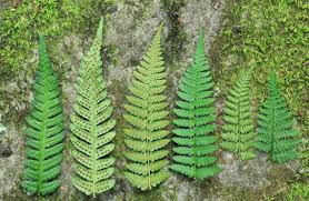 Image result for Dryopteris